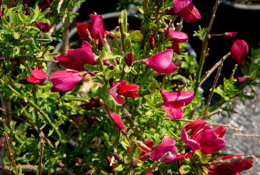 Čilimník 'Burkwoodii' - Cytisus 'Burkwoodii'