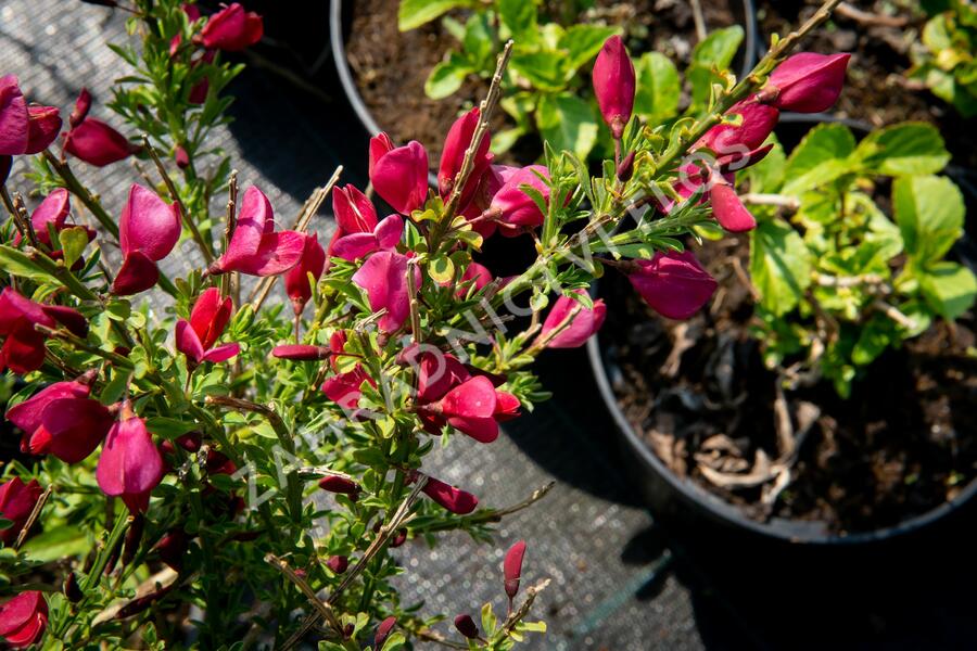 Čilimník 'Burkwoodii' - Cytisus 'Burkwoodii'