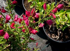 Čilimník 'Burkwoodii' - Cytisus 'Burkwoodii'
