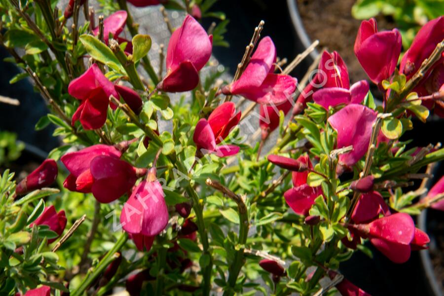Čilimník 'Burkwoodii' - Cytisus 'Burkwoodii'