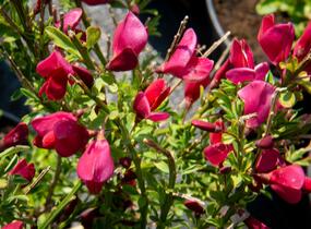 Čilimník 'Burkwoodii' - Cytisus 'Burkwoodii'