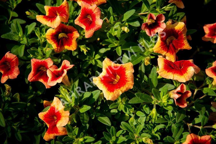 Minipetúnie, Million Bells 'Sweetbells Peach Red Center' - Calibrachoa hybrida 'Sweetbells Peach Red Center'