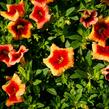 Minipetúnie, Million Bells 'Sweetbells Peach Red Center' - Calibrachoa hybrida 'Sweetbells Peach Red Center'