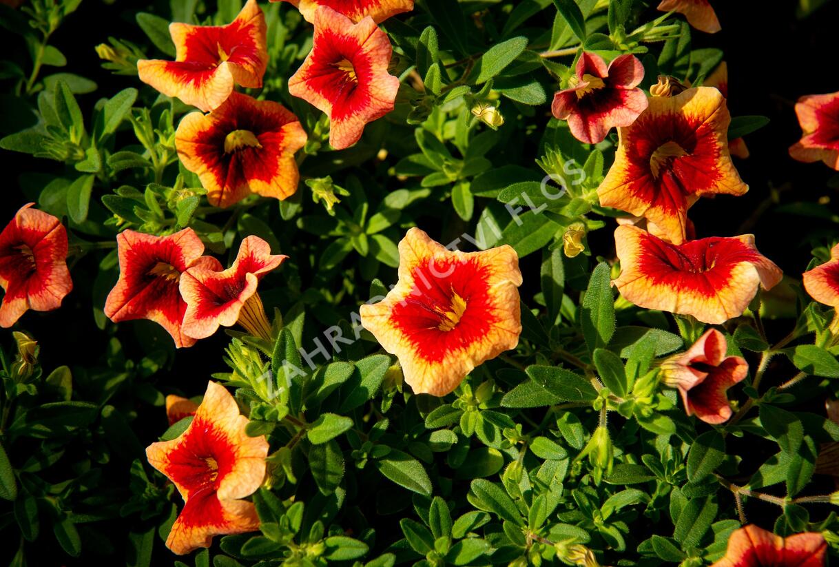 Minipetúnie, Million Bells 'Sweetbells Peach Red Center' - Calibrachoa hybrida 'Sweetbells Peach Red Center'