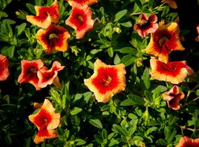 Minipetúnie, Million Bells 'Sweetbells Peach Red Center' - Calibrachoa hybrida 'Sweetbells Peach Red Center'