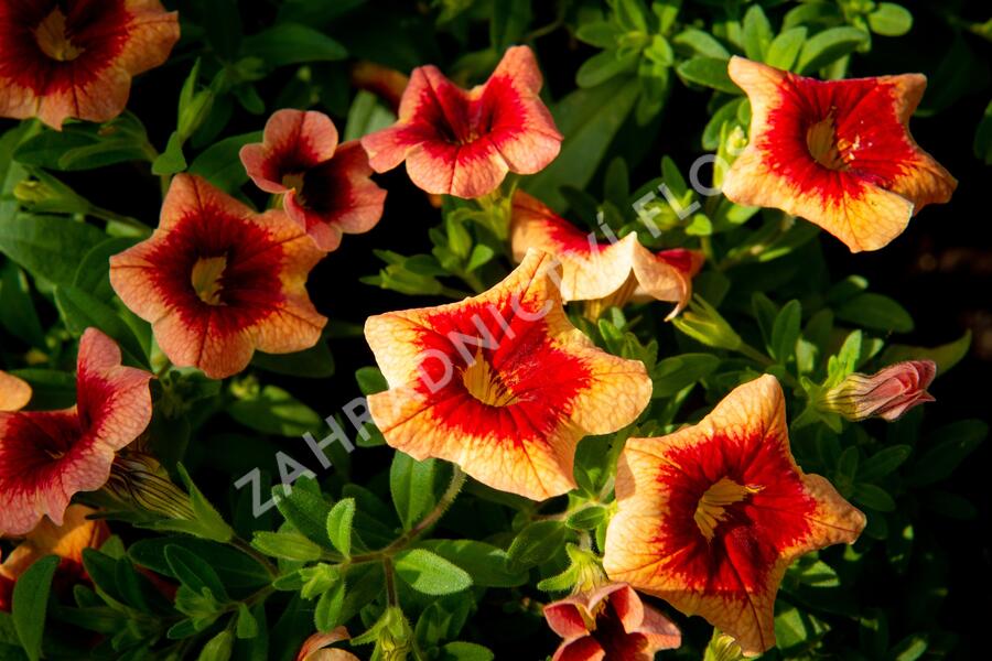 Minipetúnie, Million Bells 'Sweetbells Peach Red Center' - Calibrachoa hybrida 'Sweetbells Peach Red Center'