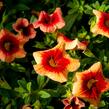 Minipetúnie, Million Bells 'Sweetbells Peach Red Center' - Calibrachoa hybrida 'Sweetbells Peach Red Center'