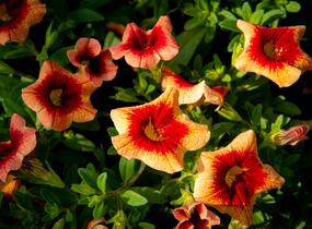 Minipetúnie, Million Bells 'Sweetbells Peach Red Center' - Calibrachoa hybrida 'Sweetbells Peach Red Center'