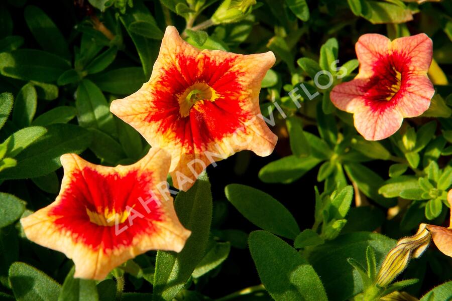 Minipetúnie, Million Bells 'Sweetbells Peach Red Center' - Calibrachoa hybrida 'Sweetbells Peach Red Center'