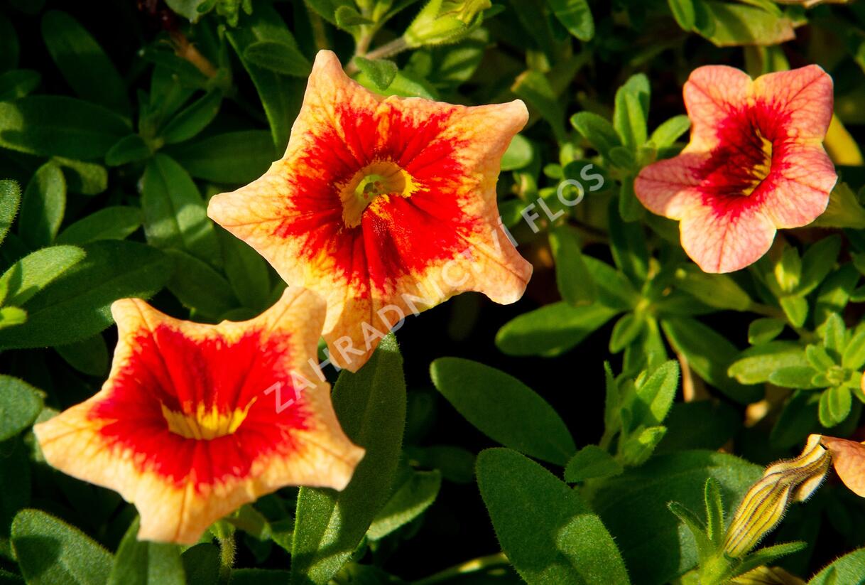 Minipetúnie, Million Bells 'Sweetbells Peach Red Center' - Calibrachoa hybrida 'Sweetbells Peach Red Center'