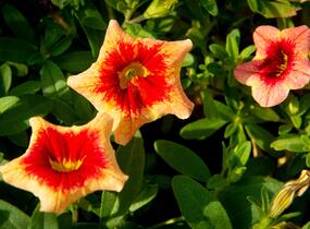 Minipetúnie, Million Bells 'Sweetbells Peach Red Center' - Calibrachoa hybrida 'Sweetbells Peach Red Center'