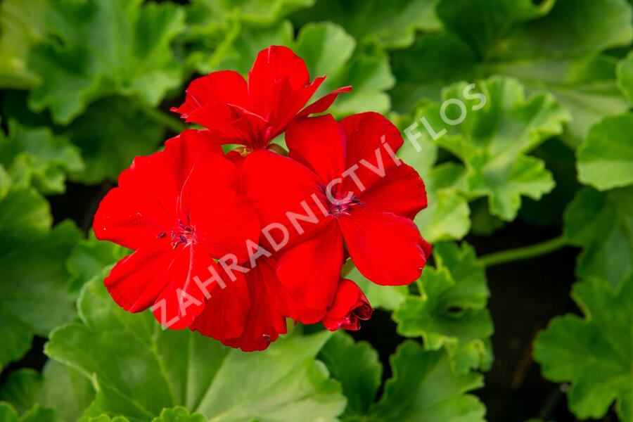 Muškát, pelargonie půdopokryvná plnokvětá 'Calliope Dark Red' - Pelargonium hybridum 'Calliope Dark Red'