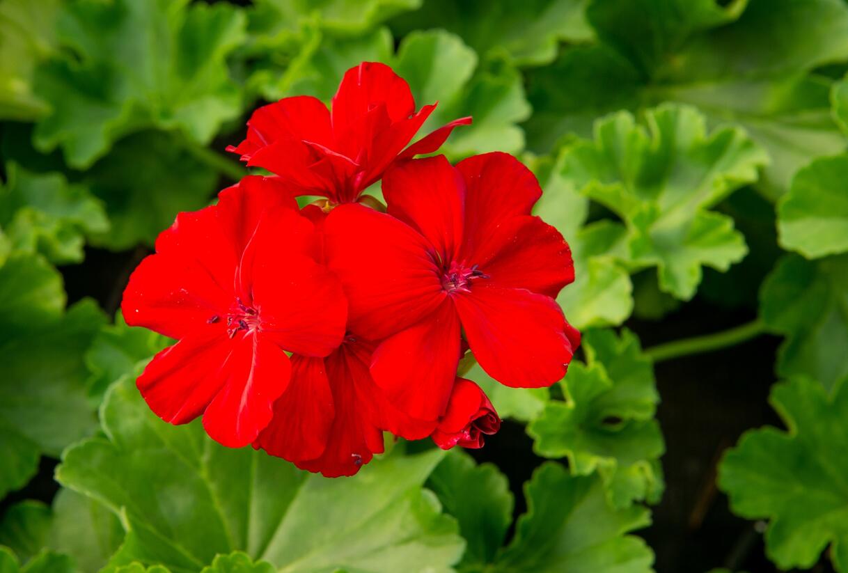 Muškát, pelargonie plnokvětá 'Calliope Dark Red' - Pelargonium hybridum 'Calliope Dark Red'