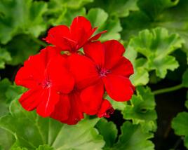 Muškát, pelargonie plnokvětá 'Calliope Dark Red'