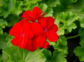 Muškát, pelargonie plnokvětá 'Calliope Dark Red' - Pelargonium hybridum 'Calliope Dark Red'