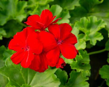 Muškát, pelargonie plnokvětá 'Calliope Dark Red'