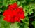 Muškát, pelargonie plnokvětá 'Calliope Dark Red'