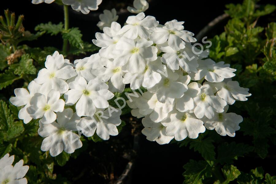 Verbena, sporýš 'Vanessa White' - Verbena hybrida 'Vanessa White'