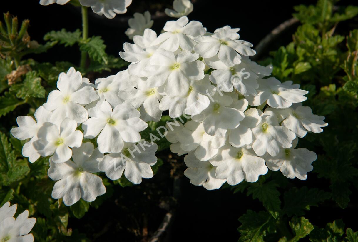 Sporýš 'Vanessa White' - Verbena hybrida 'Vanessa White'