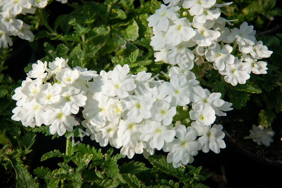 Verbena, sporýš 'Vanessa White' - Verbena hybrida 'Vanessa White'