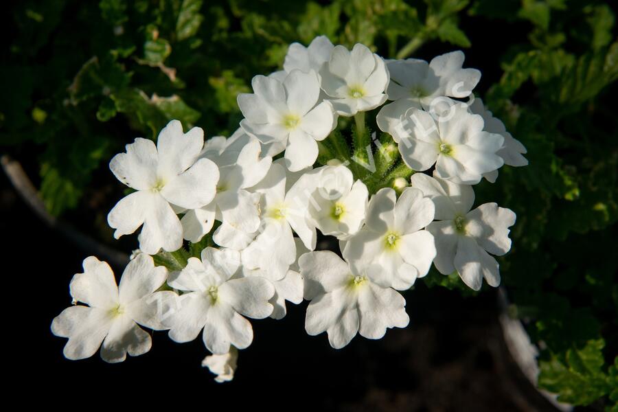 Verbena, sporýš 'Vanessa White' - Verbena hybrida 'Vanessa White'