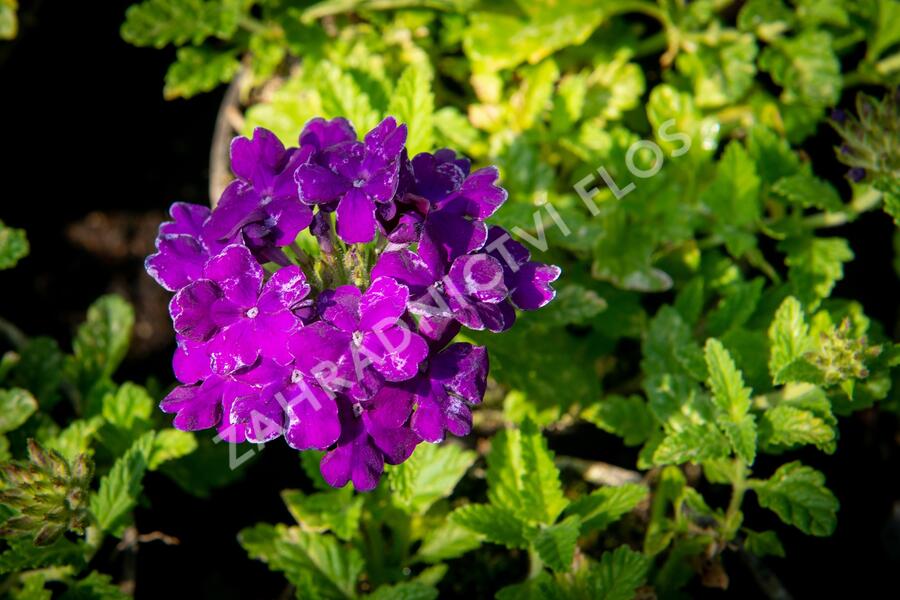 Verbena, sporýš 'Empress Sun Violet' - Verbena hybrida 'Empress Sun Violet'