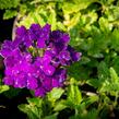 Verbena, sporýš 'Empress Sun Violet' - Verbena hybrida 'Empress Sun Violet'