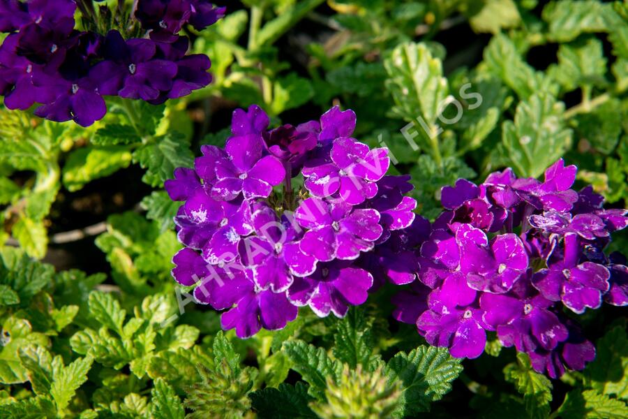 Verbena, sporýš 'Empress Sun Violet' - Verbena hybrida 'Empress Sun Violet'