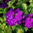 Verbena, sporýš 'Empress Sun Violet' - Verbena hybrida 'Empress Sun Violet'