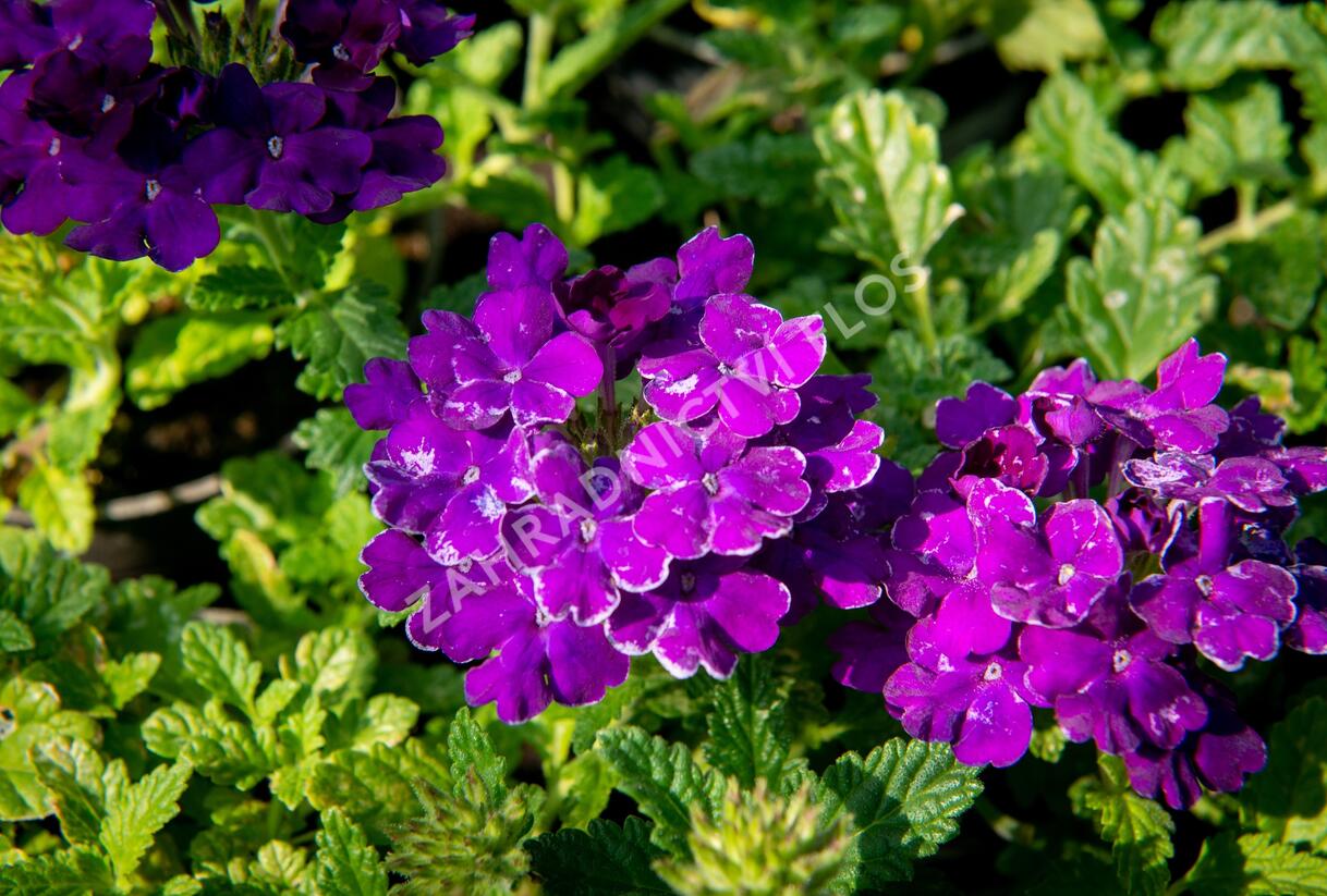 Sporýš 'Empress Sun Violet' - Verbena hybrida 'Empress Sun Violet'