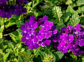 Sporýš 'Empress Sun Violet' - Verbena hybrida 'Empress Sun Violet'