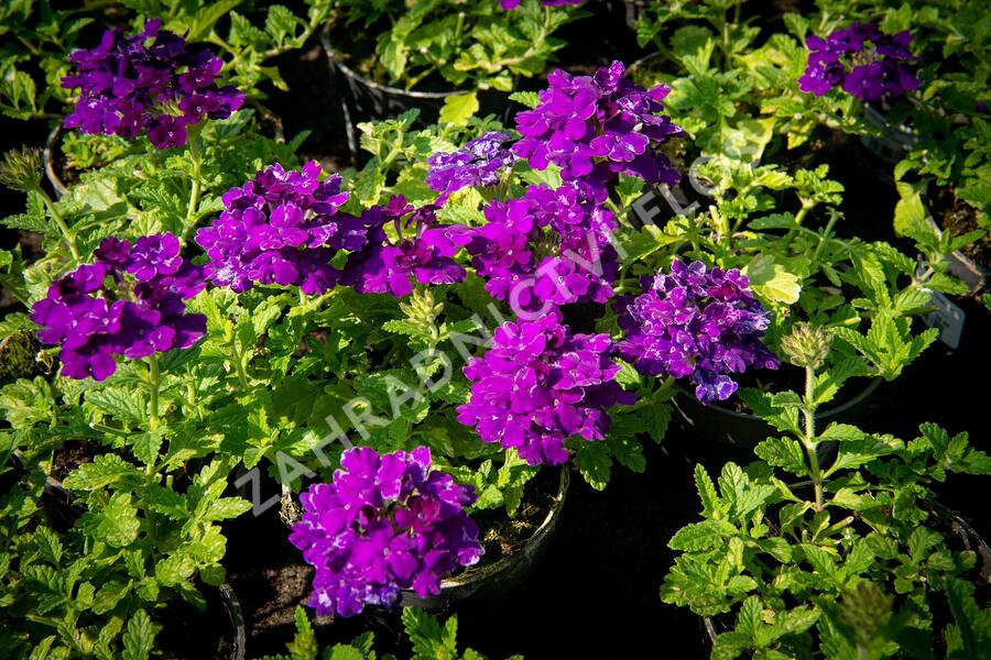 Verbena, sporýš 'Empress Sun Violet' - Verbena hybrida 'Empress Sun Violet'