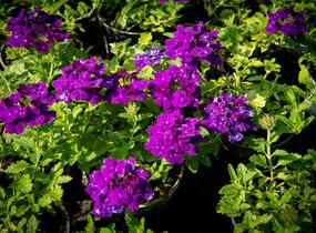 Sporýš 'Empress Sun Violet' - Verbena hybrida 'Empress Sun Violet'