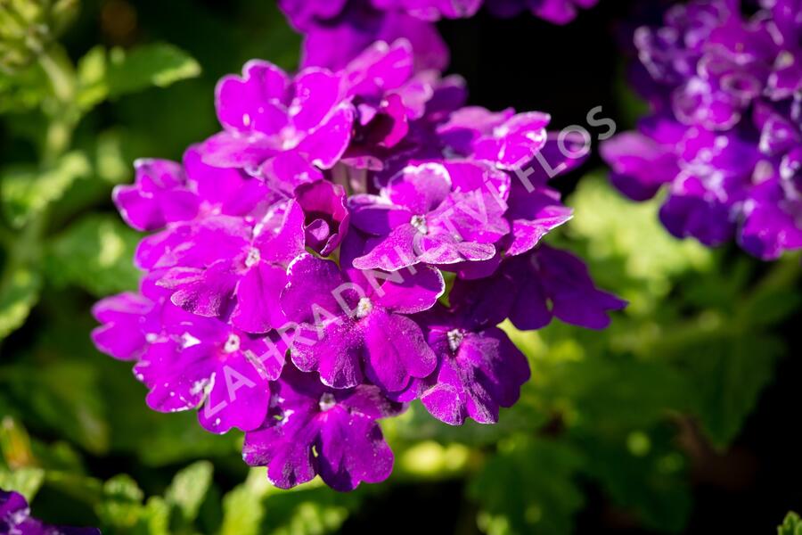 Verbena, sporýš 'Empress Sun Violet' - Verbena hybrida 'Empress Sun Violet'