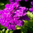 Verbena, sporýš 'Empress Sun Violet' - Verbena hybrida 'Empress Sun Violet'