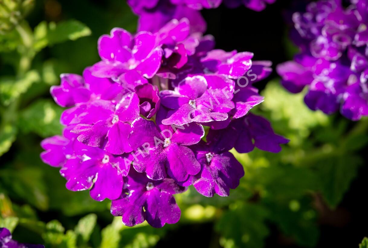 Sporýš 'Empress Sun Violet' - Verbena hybrida 'Empress Sun Violet'