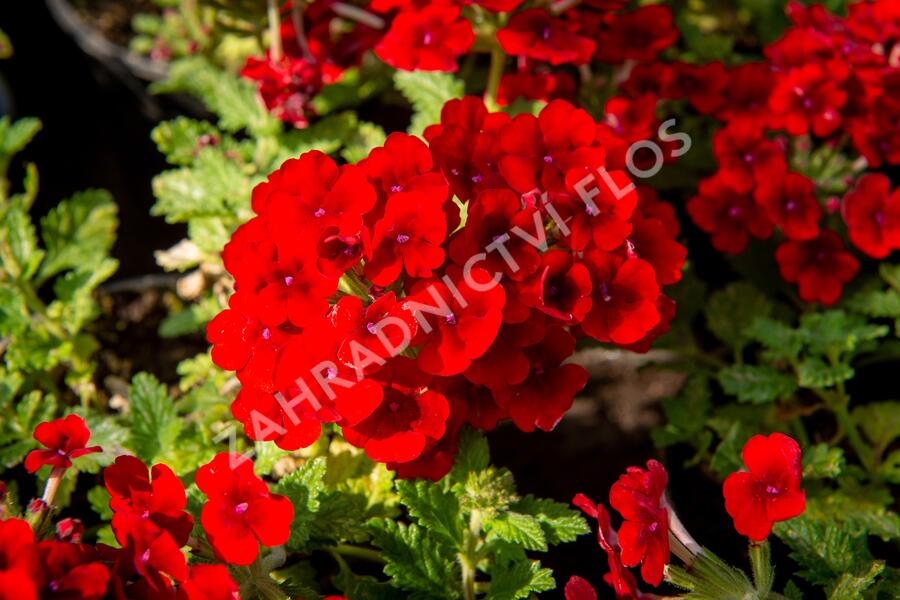 Verbena, sporýš 'Empress Sun Red' - Verbena hybrida 'Empress Sun Red'
