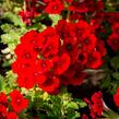 Verbena, sporýš 'Empress Sun Red' - Verbena hybrida 'Empress Sun Red'