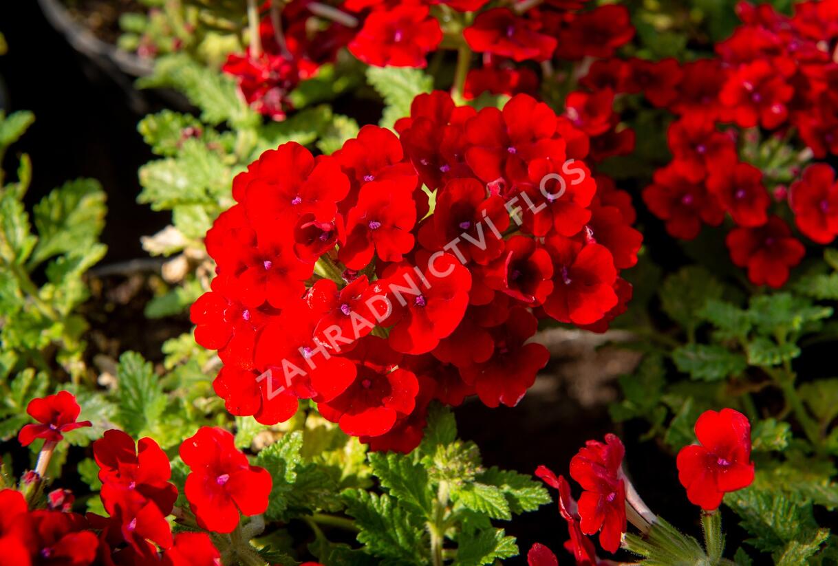 Sporýš 'Empress Sun Red' - Verbena hybrida 'Empress Sun Red'