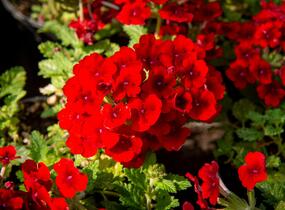 Sporýš 'Empress Sun Red' - Verbena hybrida 'Empress Sun Red'