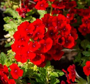 Verbena, sporýš 'Empress Sun Red' - Verbena hybrida 'Empress Sun Red'