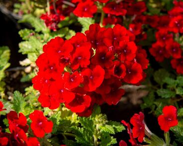 Sporýš 'Empress Sun Red'