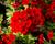 Sporýš 'Empress Sun Red'