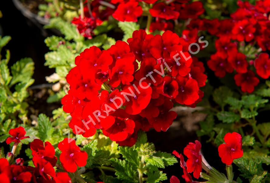 Sporýš 'Empress Sun Red' - Verbena hybrida 'Empress Sun Red'