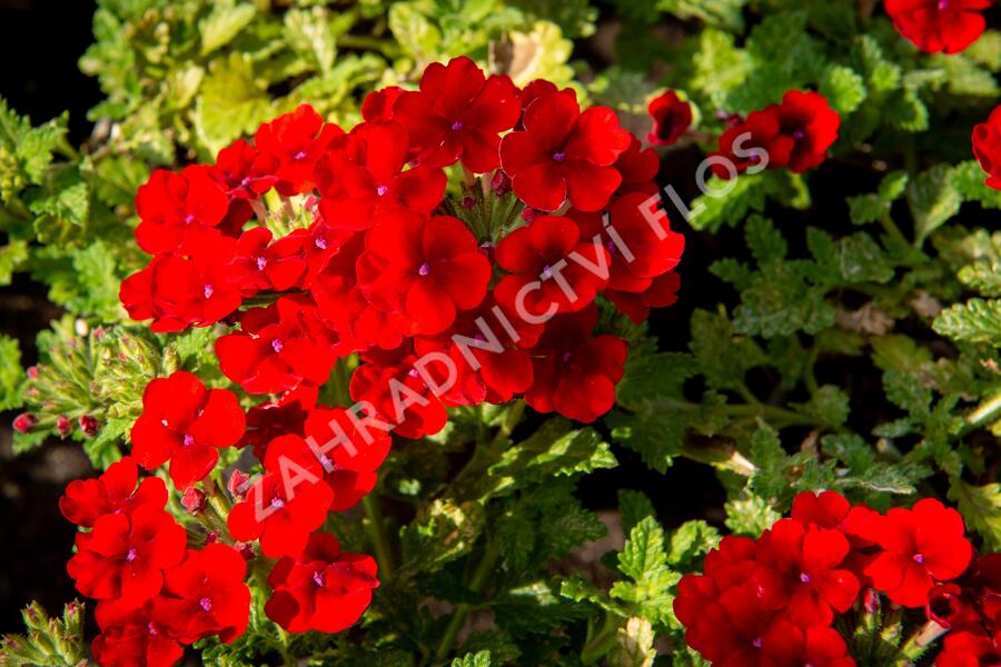 Verbena, sporýš 'Empress Sun Red' - Verbena hybrida 'Empress Sun Red'