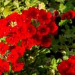 Verbena, sporýš 'Empress Sun Red' - Verbena hybrida 'Empress Sun Red'