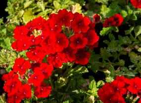 Sporýš 'Empress Sun Red' - Verbena hybrida 'Empress Sun Red'
