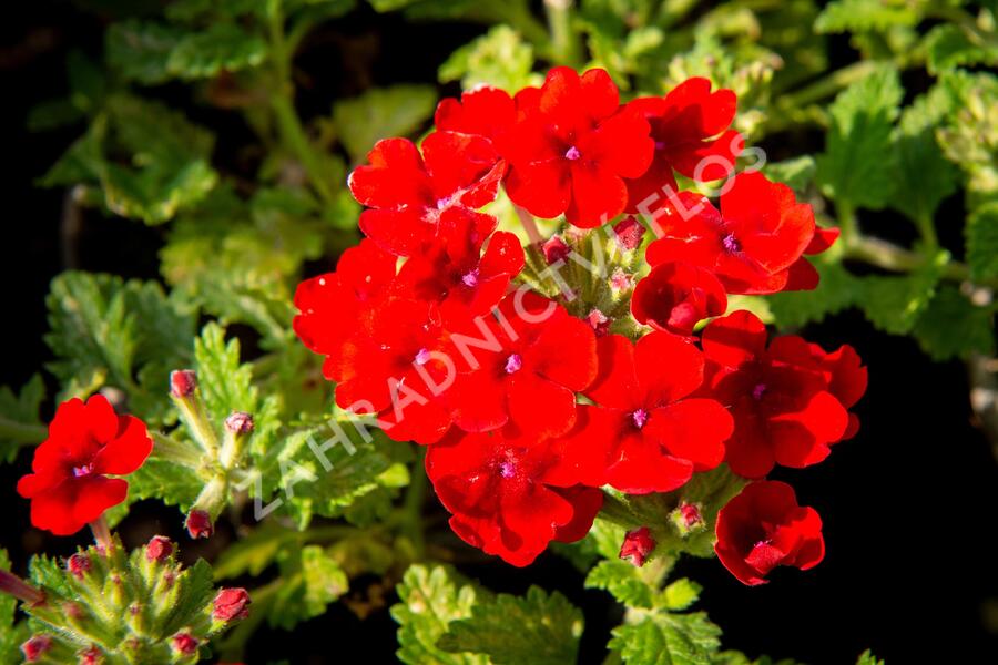 Verbena, sporýš 'Empress Sun Red' - Verbena hybrida 'Empress Sun Red'