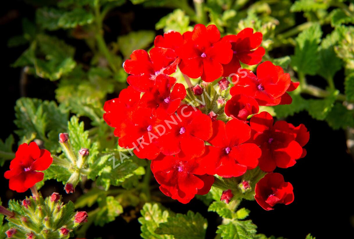 Sporýš 'Empress Sun Red' - Verbena hybrida 'Empress Sun Red'