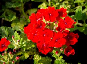 Sporýš 'Empress Sun Red' - Verbena hybrida 'Empress Sun Red'